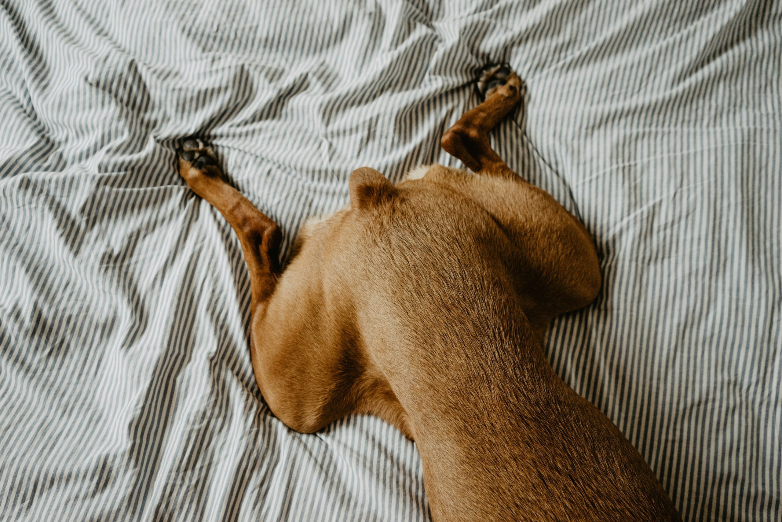 ruby-schmank-Qy6n6rAC4xE-unsplash