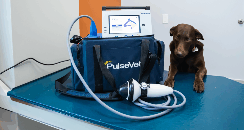 Curious dog and Pulsevet machine
