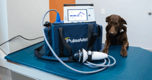 Curious dog and Pulsevet machine