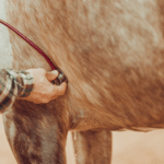 Equine Asthma Treatment: Is Shock Wave Therapy the Non-Drug Option You’re Missing? 